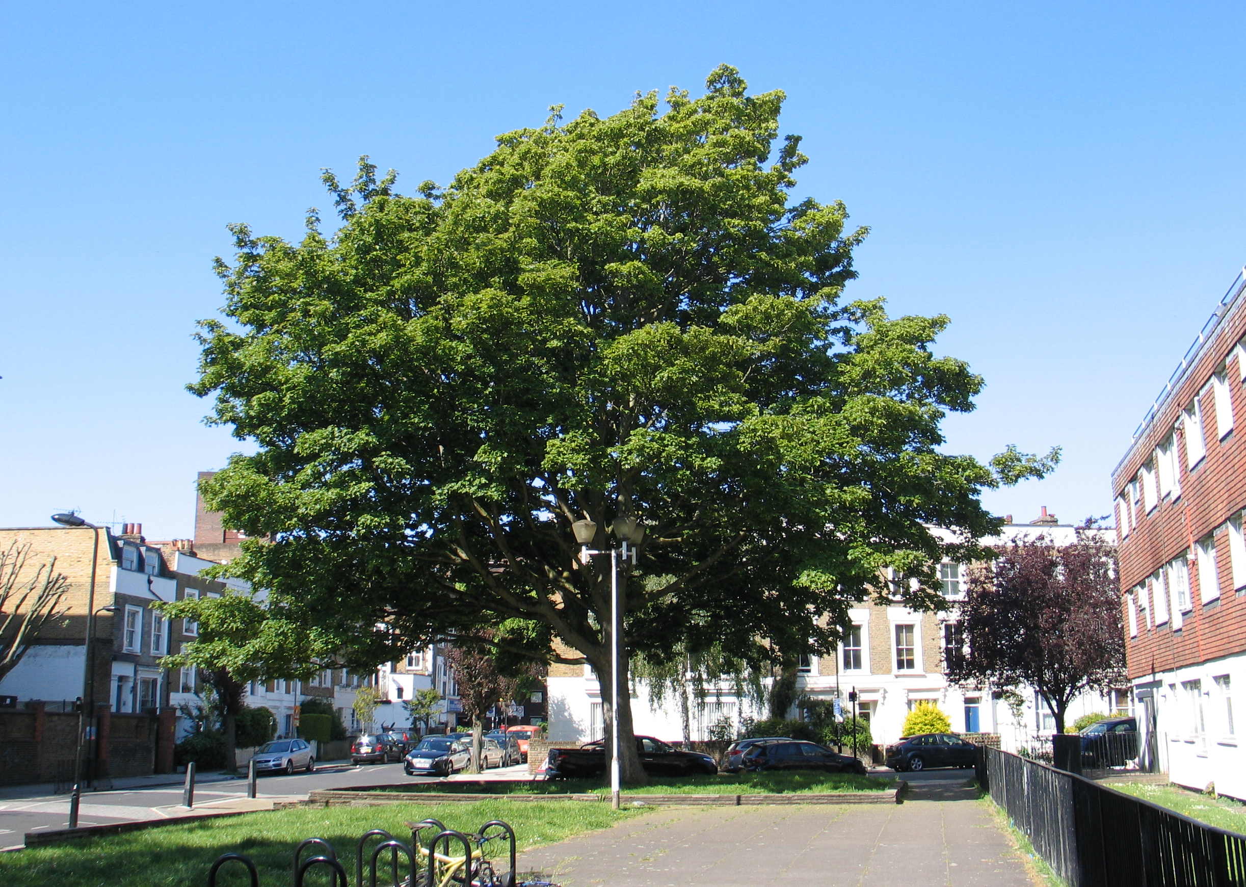 Syner Tree Trees